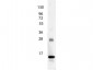 Anti-Human IL-3 (RABBIT) Antibody