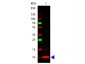 Anti-Human Fractalkine (RABBIT) Antibody