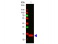 Anti-Human IL-22 (RABBIT) Antibody