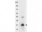 Anti-Human IL-33 (RABBIT) Antibody Peroxidase Conjugated