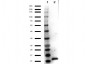 Anti-Human IL-3 (RABBIT) Antibody Peroxidase Conjugated