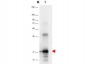Anti-Human IL-33 (RABBIT) Antibody Biotin Conjugated