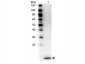 Anti-Human MIP-3α (RABBIT) Antibody Biotin Conjugated