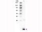 Anti-Human IL-3 (RABBIT) Antibody Biotin Conjugated
