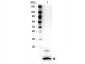 Anti-Human Fractalkine (RABBIT) Antibody Biotin Conjugated