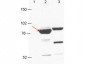 Anti-Esrp-1/2 (MOUSE) Monoclonal Antibody