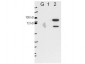 Anti-Esrp-2 (MOUSE) Monoclonal Antibody