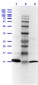 Anti-Leptin (RABBIT) Antibody