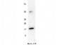 Anti-Mouse IL-17F (RABBIT) Antibody