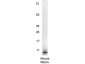 Anti-Mouse MIP-3α (RABBIT) Antibody