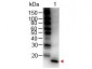 Anti-Mouse IL-1ß (RABBIT) Antibody Peroxidase Conjugated