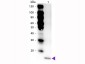 Anti-Mouse IL-17F (RABBIT) Antibody Peroxidase Conjugated