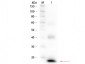 Anti-Mouse IL-1ß (RABBIT) Antibody Biotin Conjugated