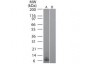 Anti-Mouse MIP-3α (RAT) Biotin Conjugated Monoclonal Antibody