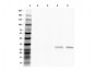 Anti-RFP (VHH) Single Domain Antibody
