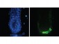 Anti-GFP (GOAT) Antibody