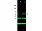 Anti-p47 ING3 (GOAT) Antibody