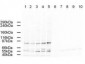 Anti-AP2A (GOAT) Antibody