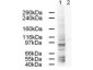 Anti-AP1G1 (GOAT) Antibody