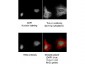 Anti-RING1B (GOAT) Antibody