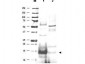 Anti-UBC13 [GOAT] Antibody