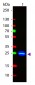 Anti-GFP (GOAT) Antibody Fluorescein Conjugated Min X Hu Ms and Rt Serum Proteins