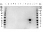 Anti-GFP (GOAT) Antibody Peroxidase Conjugated