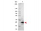 Anti-GFP (GOAT) Antibody Alkaline Phosphatase Conjugated