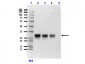 Anti-GFP (MOUSE) Monoclonal Antibody