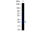 Anti-GFP (MOUSE) Monoclonal Antibody Fluorescein Conjugated