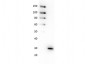 Anti-GFP (MOUSE) Monoclonal Antibody Peroxidase Conjugate