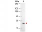 Anti-GFP (MOUSE) Monoclonal Antibody Alkaline Phosphatase Conjugated
