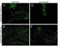 Anti-GFP (MOUSE) Monoclonal Antibody Biotin Conjugated