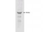 Anti-MAPKAP Kinase 2 (RABBIT) Antibody