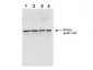 Anti-Rad9 S1129 Yeast (pan reactive) (RABBIT) Antibody