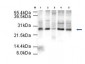 Anti-APC10 (RABBIT) Antibody