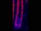 Anti-RFP (RABBIT) Antibody Min X Hu Ms and Rt Serum Proteins