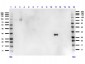 Ready-To-Use Anti-RFP (RABBIT) Antibody Min X Hu Ms and Rt Serum Proteins