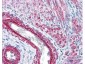 Anti-Myosin pS19/pS20 (RABBIT) Antibody