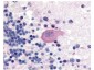 Anti-Huntington pS421 (RABBIT) Antibody