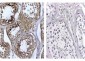 Anti-Human DNMT3L (RABBIT) Antibody