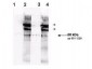 Anti-Yeast Rad9 pS1260 (RABBIT) Antibody
