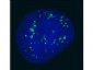 Anti-PC2 [RABBIT] Antibody