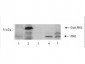 Anti-PNK (Polynucleotide Kinase) (RABBIT) Antibody