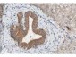Anti-F-Box Protein Fbp5A (Rabbit) Antibody