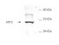Anti-ATF3 (RABBIT) Antibody