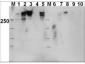 Anti-DNA PKcs pT 2609 (RABBIT) Antibody