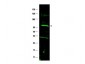Anti-Human FANCC (RABBIT) Antibody