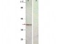 Anti-Aurora B pT232 (RABBIT) Antibody