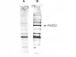 Anti-Human RAD52 (RABBIT) Antibody
